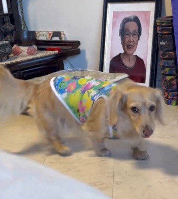 笑顔の女性の写真の前を通り過ぎる犬