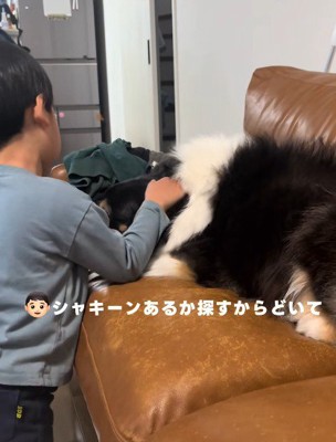 レアちゃんの下にあるはず