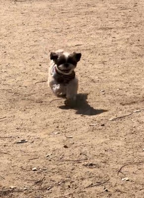 駆け寄る犬