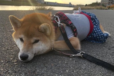 ワンピースコーデで拒否柴
