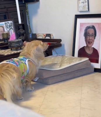 女性の写真を見つめる犬