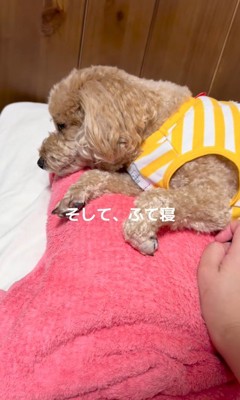 最後はふて寝