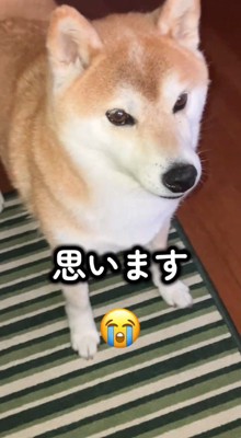 何か伝えるように飼い主を見つめる犬