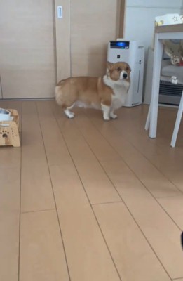 後ずさりする犬2