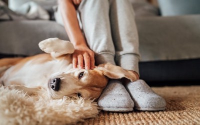 足元で仰向けに寝転がる犬