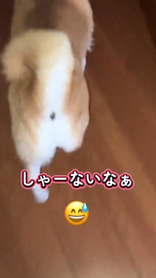 嬉しそうに廊下に向かう犬