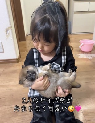 仰向けで抱っこされる子犬