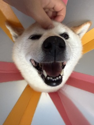 ニコニコ