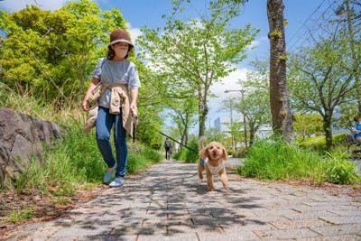 散歩中の犬