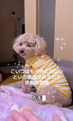 「お手」の要求をスルー