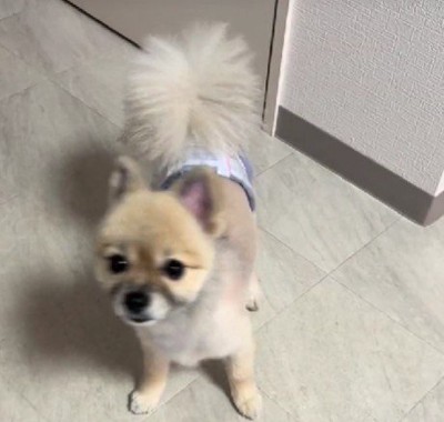 知らないわんこが来訪