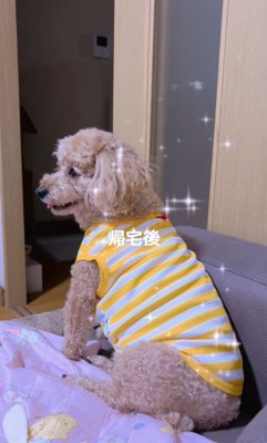 飼い主さんが帰宅したら…