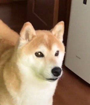 立ち止まって飼い主を見つめる犬