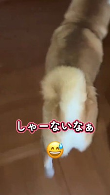 廊下を歩く犬