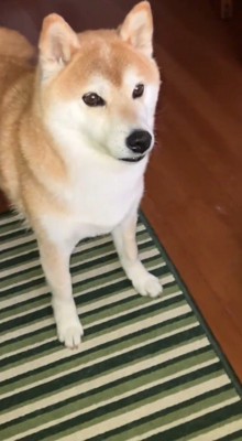 犬に話しかける飼い主
