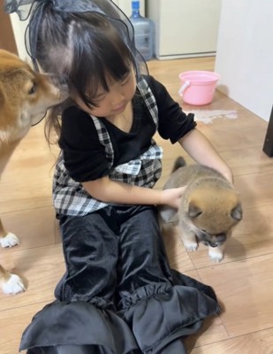 子犬に手を添える女の子