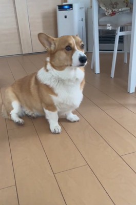 お座りする犬