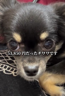 ちまきちゃんとの出会い