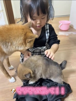床に戻される子犬