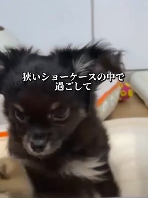 売れ残って5万円台に…