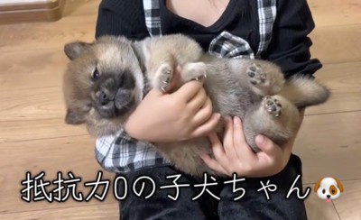 腕の中でくつろぐ子犬