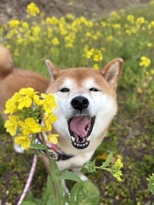お花