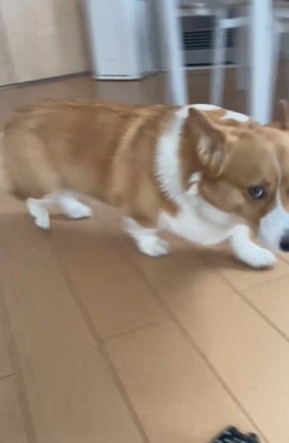 歩く犬