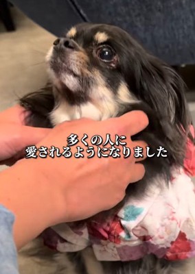 すっかり人懐こい犬に♪