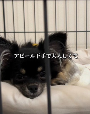 甘えるのが苦手