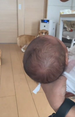 見つめる犬