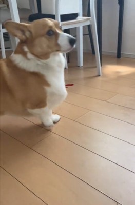 驚く犬