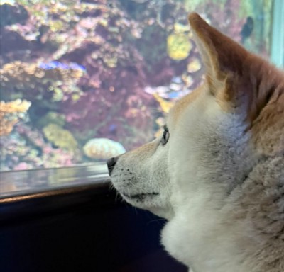 目が