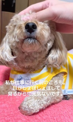 「お仕事行ってくるね」と撫でたら…
