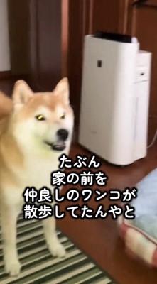 飼い主に何か伝えるように口を開く犬