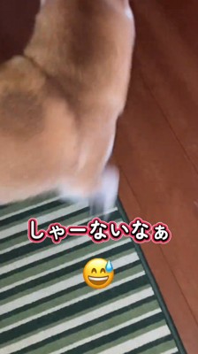 廊下に向かって歩き出す犬