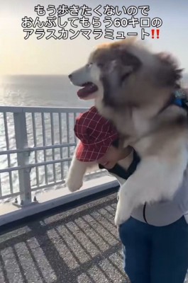 紅ちゃんと橋の上を散歩