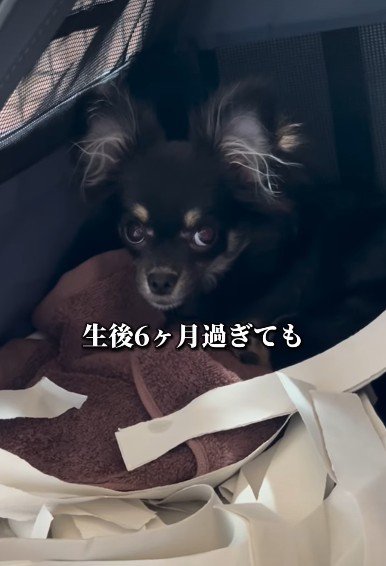 ペットショップで出会った