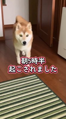 飼い主の寝室に入ってきた犬