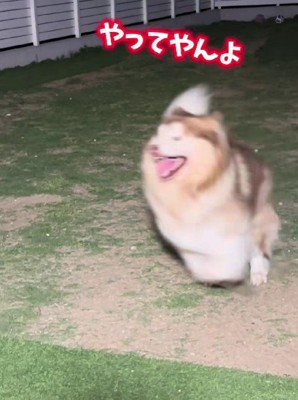 大興奮の紅ちゃん