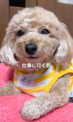 ころもちゃん