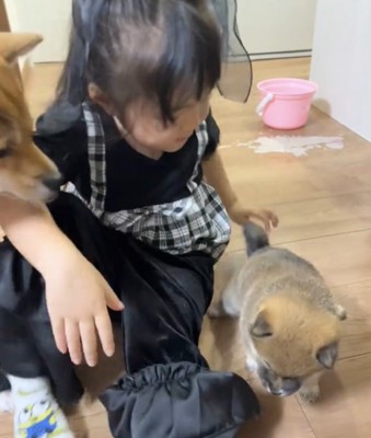 歩き出す子犬
