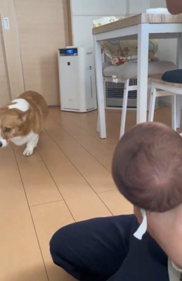 近づく犬