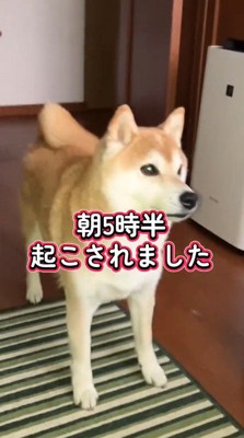 声をあげながら飼い主に近づく犬
