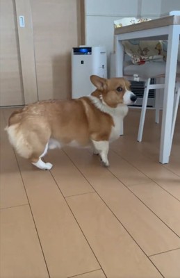 後ずさりする犬1