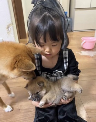 成犬が近づく様子