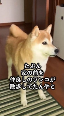 友だちが散歩をしているのを見て、飼い主を起こしにきた犬