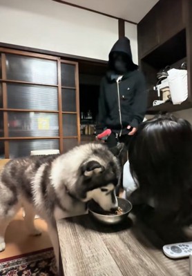 ご飯を食べる犬