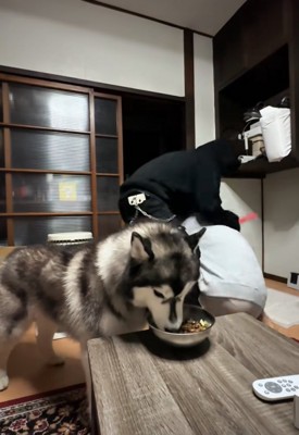 連れ去られる飼い主