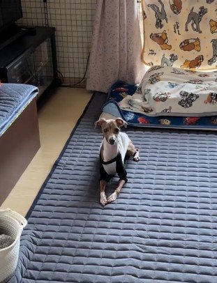 おすわりの合図を聞くと…