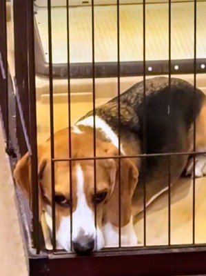 ケージに入れられて不満顔